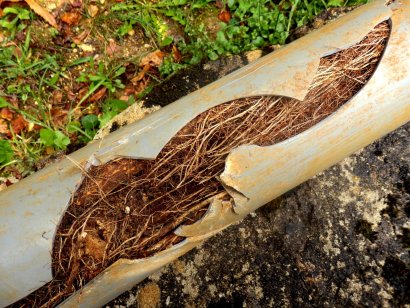 How Does Pipe Lining Prevent Tree Root Penetration?